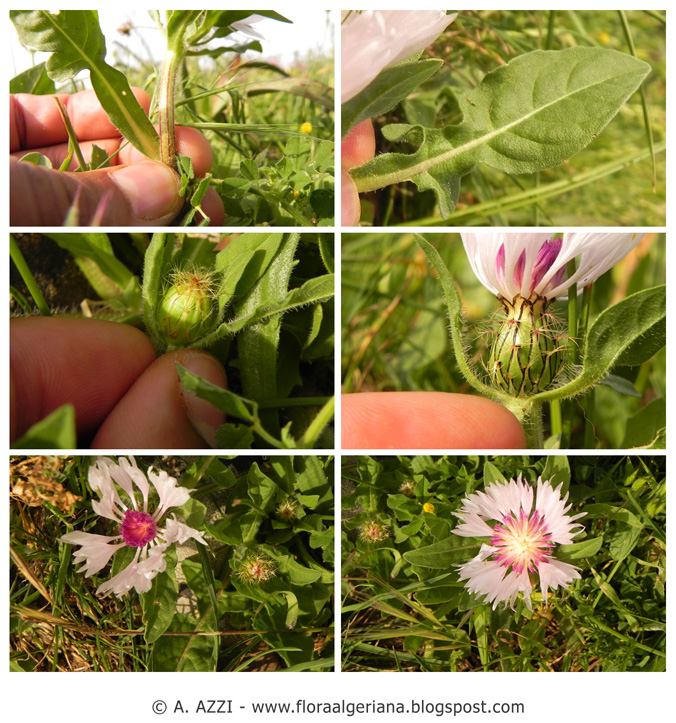 Asteracea del Babor - Algeria: Centaurea pullata L.